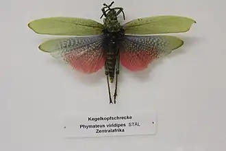 Phymateus viridipes