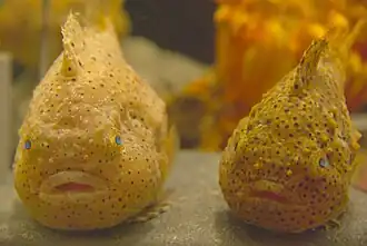 Eumicrotremus pacificus