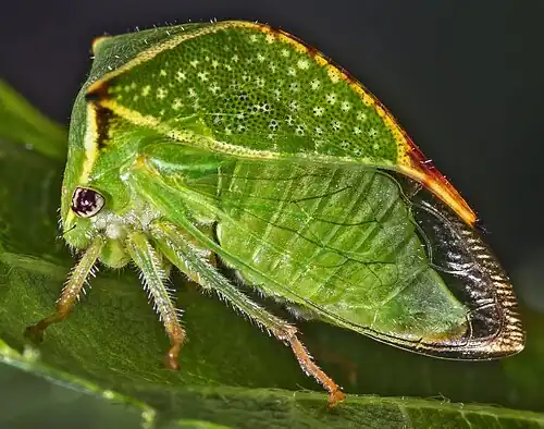 Stictocephala bisonia Zijaanzicht