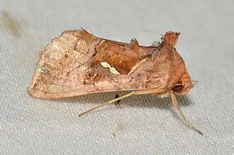 Argyrogramma basigera