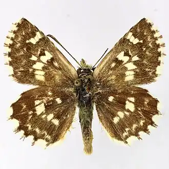 Muschampia staudingeri
