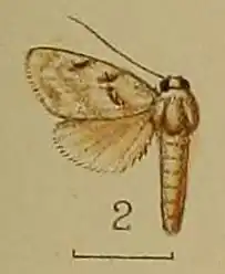 Celama leucoscopula