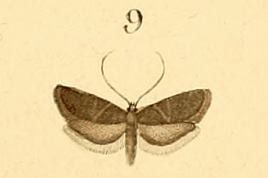 Lecithocera nigrana