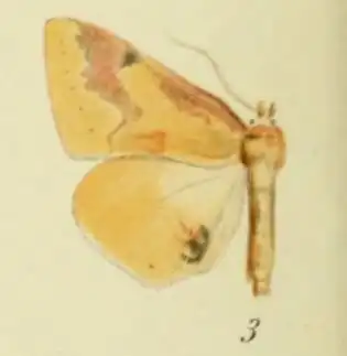 Lophiophora fulminans