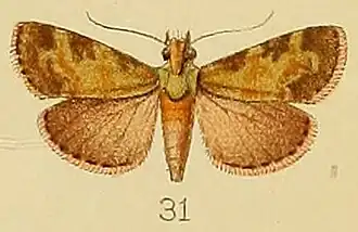 Stericta subviridalis