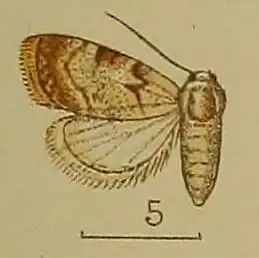 Celama dentilinea