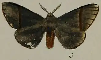 Epanaphe