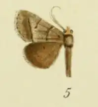 Plecoptera divergens
