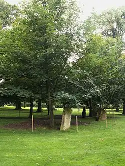 Three Stones fror Three Trees (1982), Yorkshire Sculpture Park