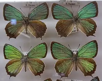 Neozephyrus japonicus