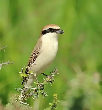 Turkestaanse klauwier