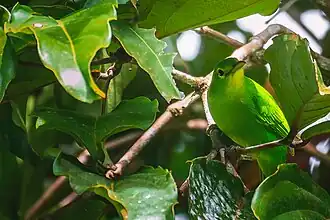 Geelvleugelbladvogel