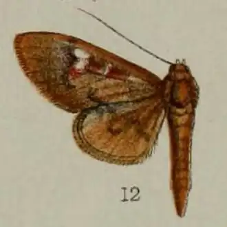 Syllepte torsipex