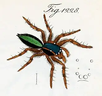 Alcmena amabilis