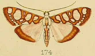 Glyphodes perspicualis