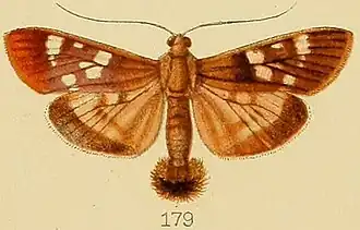 Pygospila marginalis