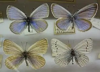 Glaucopsyche lycormas