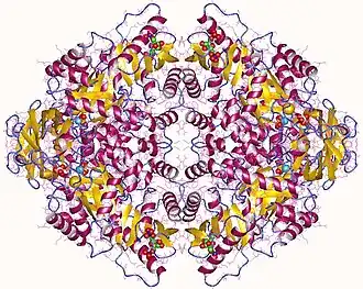 Pyruvaatkinase M2, tetrameer, Mens
