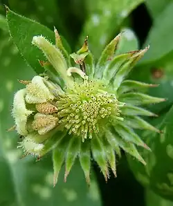 Na het uitvallen van de vruchten