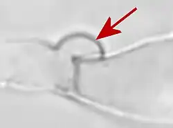 Schimmeldraad met gesp