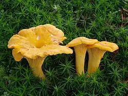 Cantharellus cibariuseen schimmel(hanenkam of cantharel)