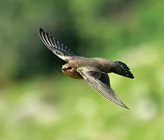 Kaapse rotszwaluw (Ptyonoprogne fuligula)