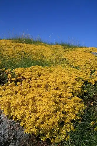 Duinsterretjes-verbond met muurpeper