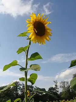 zonnebloem(Helianthus annuus)