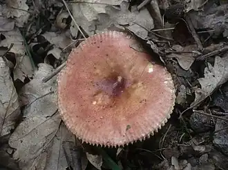 Geurige russula