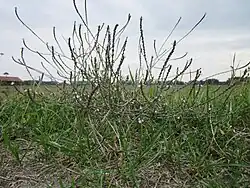 Verbena officinalis (IJzerhard)