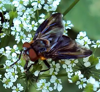 Phasia aurulans
