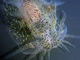 Dendronotus orientalis