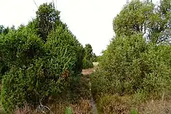 Het Jeneverbessenbos