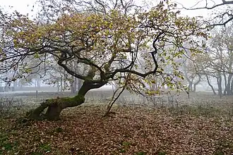 Kenmerkende begroeiing in de Strubben-Kniphorstbos