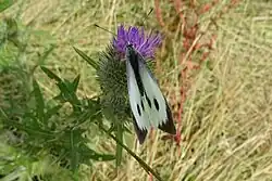 Vlinder in het gebied langs de Kadijk