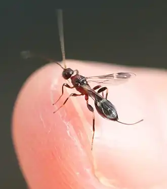 Spathius erythrocephalus