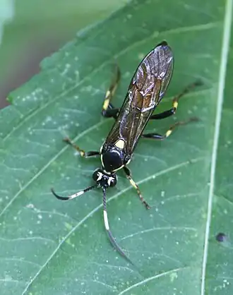 Protichneumon fusorius