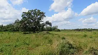 Een blik over het Meddosche Veen