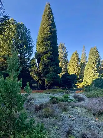 Het Pinetum anno 2019