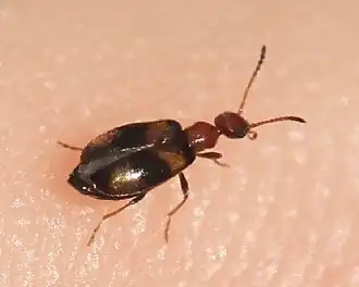 Microhoria terminata