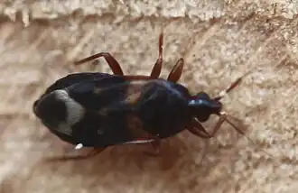 Lyctocoris dimidiatus