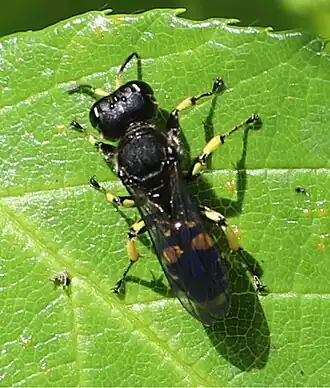 Ectemnius nigritarsus