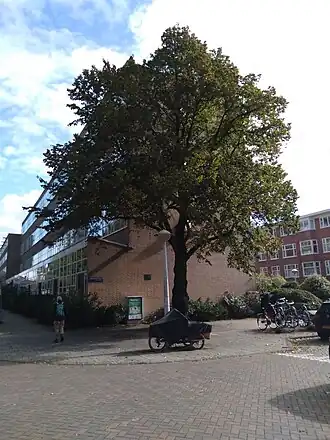 Oorlogsmonument Kinderdijkstraat; plaquette links en boom rechts van lantaarnpaal (september 2020)