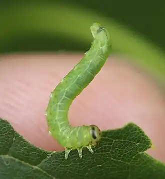Pristiphora leucopus