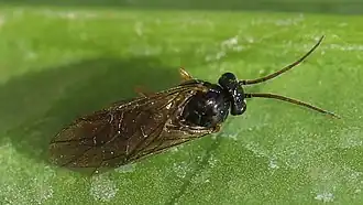 Pristiphora appendiculata