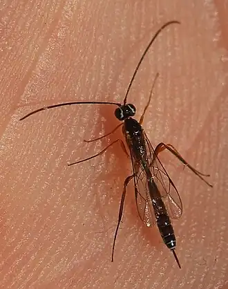 Nematopodius debilis