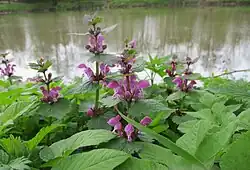 Gevlekte dovenetel in de zevenblad-associatie