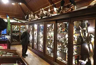 Geprepareerde vogels