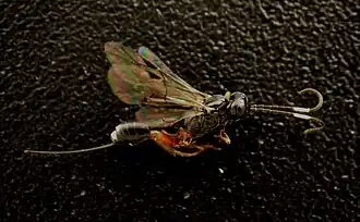 Cubocephalus anatorius