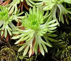 Een rozet van Rijnse steenbreek